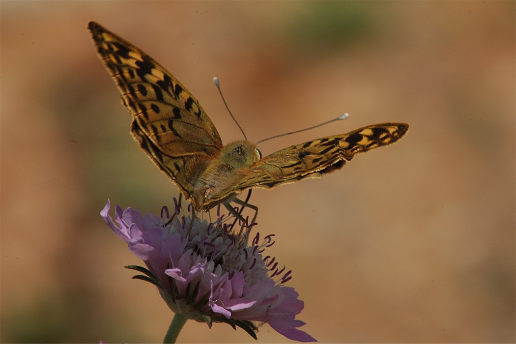 Argynnis pandora